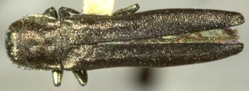 Media type: image;   Entomology 33817 Aspect: habitus dorsal view